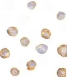 Anti-RIP2 antibody used in Immunocytochemistry/ Immunofluorescence (ICC/IF). GTX28427