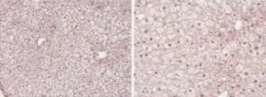 Anti-PPAR alpha antibody used in IHC (Paraffin sections) (IHC-P). GTX28934