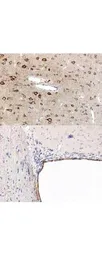Anti-PPAR alpha antibody used in IHC (Paraffin sections) (IHC-P). GTX28934