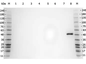 Anti-PPAR alpha antibody used in Western Blot (WB). GTX28934