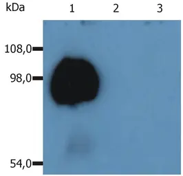 Anti-CD43 antibody [MEM-59] used in Western Blot (WB). GTX29088