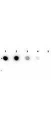 Anti-Rhodamine antibody [11H10] used in Dot blot (Dot). GTX29093