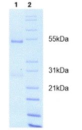 Goat Anti-Human IgE antibody. GTX29159