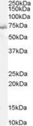 Anti-SHP2 antibody, C-term used in Western Blot (WB). GTX29214