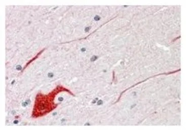 Anti-SHP2 antibody, C-term used in IHC (Paraffin sections) (IHC-P). GTX29214