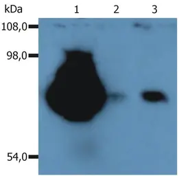 Anti-CD44 antibody [MEM-263] used in Western Blot (WB). GTX29524