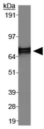 Anti-hnRNP M1-M4 antibody [1D8] used in Western Blot (WB). GTX29547
