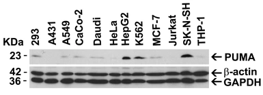 Anti-PUMA antibody used in Western Blot (WB). GTX29645