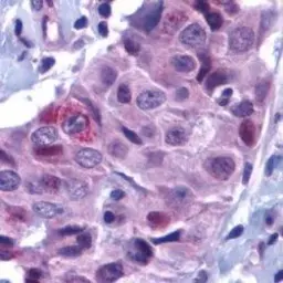 Anti-PUMA antibody used in IHC (Paraffin sections) (IHC-P). GTX29645