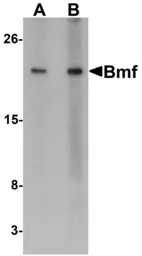 Anti-BMF antibody used in Western Blot (WB). GTX29653