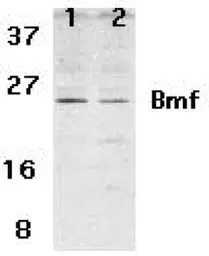 Anti-BMF antibody used in Western Blot (WB). GTX29655