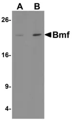 Anti-BMF antibody used in Western Blot (WB). GTX29655