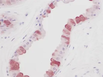 Anti-EGF antibody used in IHC (Paraffin sections) (IHC-P). GTX29695