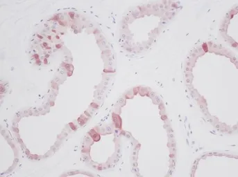 Anti-EGF antibody used in IHC (Paraffin sections) (IHC-P). GTX29695
