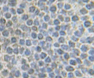Anti-FGF10 antibody used in IHC (Paraffin sections) (IHC-P). GTX30007