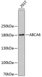 Anti-ABCA6 antibody used in Western Blot (WB). GTX30015