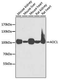 Anti-KAO antibody used in Western Blot (WB). GTX30017