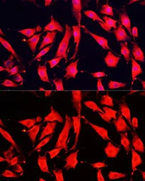Anti-KAO antibody used in Immunocytochemistry/ Immunofluorescence (ICC/IF). GTX30017