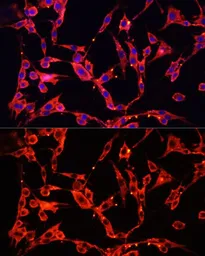 Anti-KAO antibody used in Immunocytochemistry/ Immunofluorescence (ICC/IF). GTX30017