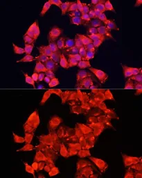 Anti-KAO antibody used in Immunocytochemistry/ Immunofluorescence (ICC/IF). GTX30017