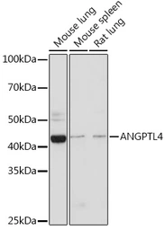 Anti-Angiopoietin-like 4 antibody used in Western Blot (WB). GTX30047