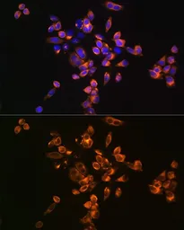 Anti-Annexin V antibody used in Immunocytochemistry/ Immunofluorescence (ICC/IF). GTX30049