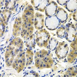 Anti-FE65 antibody used in IHC (Paraffin sections) (IHC-P). GTX30053