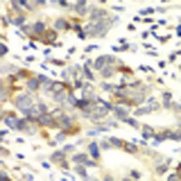 Anti-APLP1 antibody used in IHC (Paraffin sections) (IHC-P). GTX30055