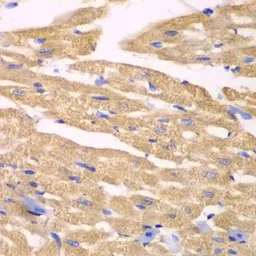Anti-APLP1 antibody used in IHC (Paraffin sections) (IHC-P). GTX30055