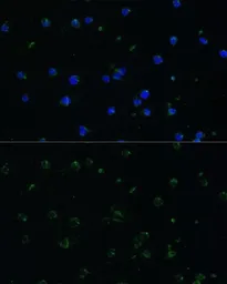 Anti-ARHGAP25 antibody used in Immunocytochemistry/ Immunofluorescence (ICC/IF). GTX30063