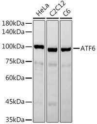 Anti-ATF6 antibody used in Western Blot (WB). GTX30071