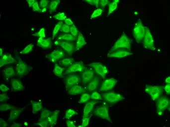 Anti-Ataxin 3 antibody used in Immunocytochemistry/ Immunofluorescence (ICC/IF). GTX30079