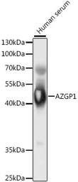 Anti-AZGP1 antibody used in Western Blot (WB). GTX30081