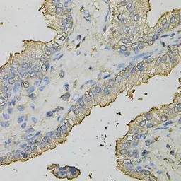 Anti-AZGP1 antibody used in IHC (Paraffin sections) (IHC-P). GTX30081