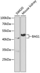 Anti-Bag1 antibody used in Western Blot (WB). GTX30082
