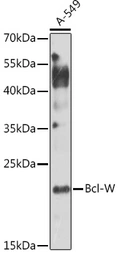 Anti-BCL2L2 antibody used in Western Blot (WB). GTX30087
