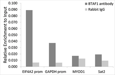 Anti-TAF172 antibody used in ChIP assay (ChIP assay). GTX30095