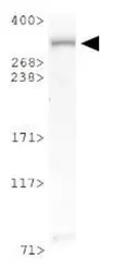 Anti-ATM antibody used in Western Blot (WB). GTX30104