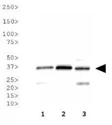 Anti-NTH1 antibody used in Western Blot (WB). GTX30107