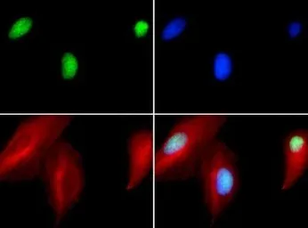 Anti-NTH1 antibody used in Immunocytochemistry/ Immunofluorescence (ICC/IF). GTX30107