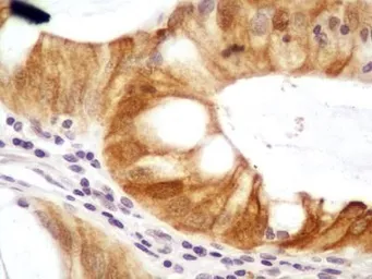 Anti-NTH1 antibody used in IHC (Paraffin sections) (IHC-P). GTX30107