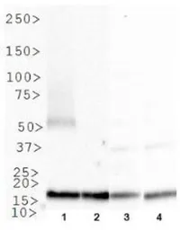 Anti-MTH1 antibody used in Western Blot (WB). GTX30108