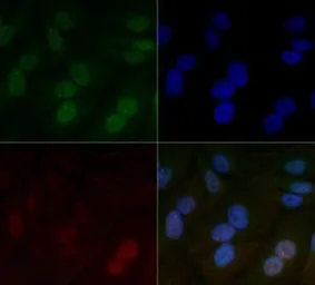 Anti-HIF1 beta antibody [H1beta234] used in Immunocytochemistry/ Immunofluorescence (ICC/IF). GTX30116