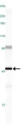 Anti-Rad51C antibody [2H11/6] used in Western Blot (WB). GTX30137