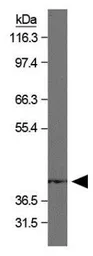 Anti-DMC1 antibody [1D12/4] used in Western Blot (WB). GTX30141