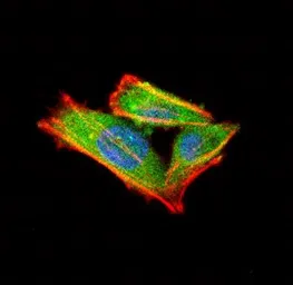 Anti-alpha Internexin antibody used in Immunocytochemistry/ Immunofluorescence (ICC/IF). GTX30195