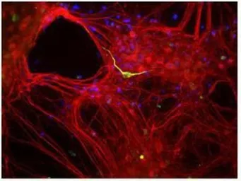 Anti-alpha Internexin antibody used in Immunocytochemistry/ Immunofluorescence (ICC/IF). GTX30195