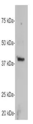 Anti-GAP43 antibody used in Western Blot (WB). GTX30199