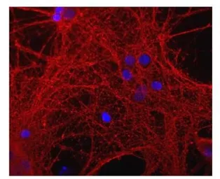 Anti-GAP43 antibody used in Immunocytochemistry/ Immunofluorescence (ICC/IF). GTX30199