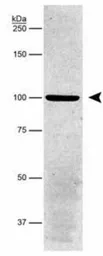 Anti-Sodium/Potassium ATPase alpha 1 antibody [464.6(6H)] used in Western Blot (WB). GTX30202